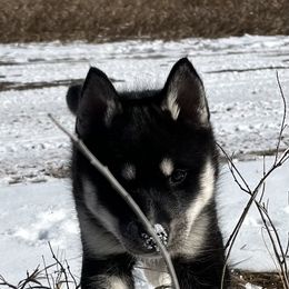 Siberian Husky Puppies from Yetieska Siberians