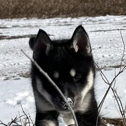 Siberian Husky Puppies from Yetieska Siberians