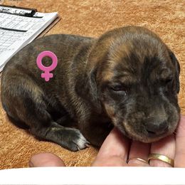 White Collar (Brindle) - Brindle female Mountain Cur puppy in Georgetown, Ohio from Walnut Ridge Mountain Curs
