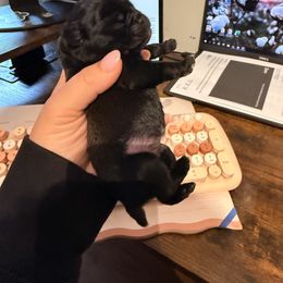 Boy 1 - Black male Pug puppy in Smiths Station, Alabama from Masters Pugs