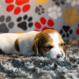 Russell Terrier Puppies from Diamond D Jacks