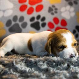 Russell Terrier Puppies from Diamond D Jacks