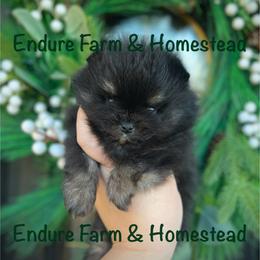 Pistachio - Black and tan male Pomeranian puppy in Plantersville, Texas from Endure Farm Inc
