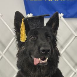 Asa - German Shepherd