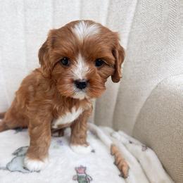Rabbit - Red female Cavapoo puppy in Easley, South Carolina from Cutiepie Cavapoos