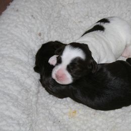 Australian Labradoodle Puppies from Windsor Creek Labradoodles