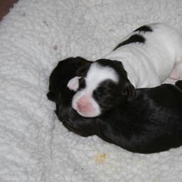 Australian Labradoodle Puppies from Windsor Creek Labradoodles