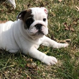 Bulldog Puppies from Deb Dixon's Bulldogs