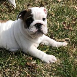 Bulldog Puppies from Deb Dixon's Bulldogs