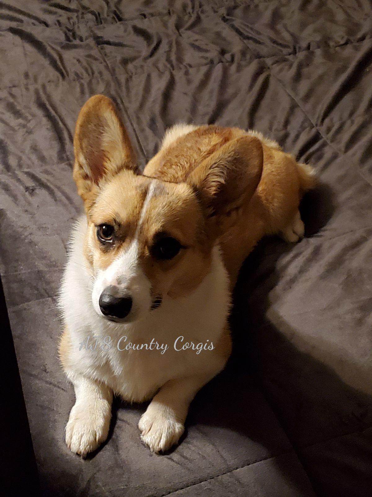 Emerie - Pembroke Welsh Corgi