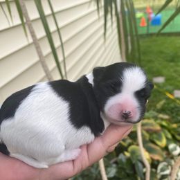 Girl 1 - Black and white Havanese puppy in New York from Sandia Havanese