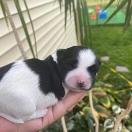 Girl 1 - Black and white Havanese puppy in New York from Sandia Havanese