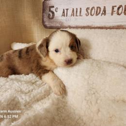 Trixie - Red merle female Miniature Australian Shepherd puppy in Logansport, Indiana from Sandy Hill Farm Aussies, LLC