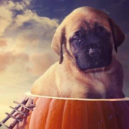 Mastiff and Neapolitan Mastiff Puppies from Sims English Mastiffs and Neapolitans