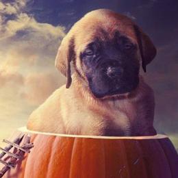 Mastiff and Neapolitan Mastiff Puppies from Sims English Mastiffs and Neapolitans