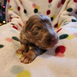 Amethyst - Isabella female German Shepherd puppy in Los Lunas, New Mexico from Mali's German Shepherds