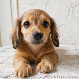 Peach - Dapple female Dachshund puppy in Venice, Florida from Crowline Kennels