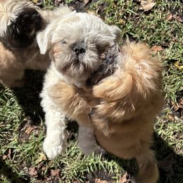 Shih Tzu Puppies from Shih-tzu Dynasty