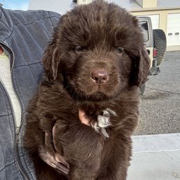 Girl 2 - Brown Newfoundland puppy in Idaho from Blue Heart Kennel