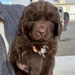 Girl 2 - Brown Newfoundland puppy in Idaho from Blue Heart Kennel
