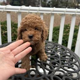 Nino - Red  male Goldendoodle puppy in Mint Hill, North Carolina from DoodleForever