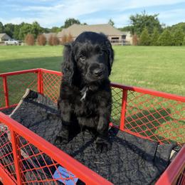 Kennedy - Black male Assorted Doodle Crosses puppy in Coweta, Oklahoma from Storybook Doodles
