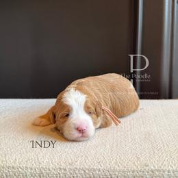 Indy - Red female Bernedoodle puppy in Tulsa, Oklahoma from The Poodle Co. Raising Doodles & Poodles