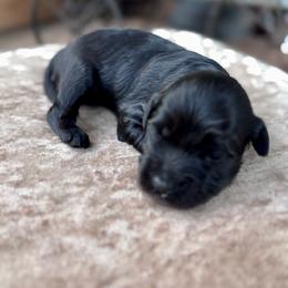 Swan - Sable male Goldendoodle puppy in Blanchard, Oklahoma from Dream Doodles by Dondi