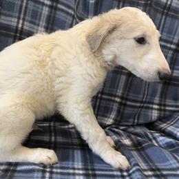 Ketchikan - White male Borzoi puppy in Anderson, Missouri from HowlinWolf Borzoi