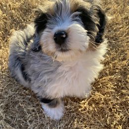 Aussiedoodles, Bernedoodles, and Goldendoodles from Elle and Oak Farms