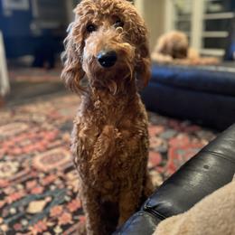 Gisela - Goldendoodle