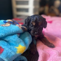 Sonar - Black and tan male Cavapoo puppy in Battle Lake, Minnesota from Panda Puppies
