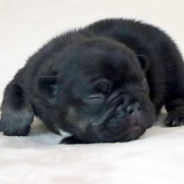 Ava - Tricolors female French Bulldog puppy in Winnsboro, Texas from JP Ranch Bulldogs