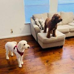 Double Doodle puppies from Funny Farm Doodles