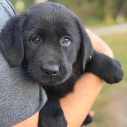 Freedom - Black female Labrador Retriever puppy in Archer Lodge, North Carolina from Archer Lodge Labradors