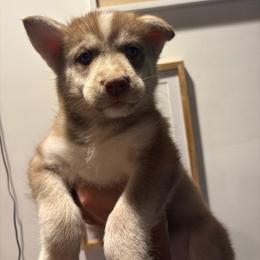 Girl 2 - Red and white female Siberian Husky puppy in Pelham, Alabama from Tails & Belles Dog Breeding