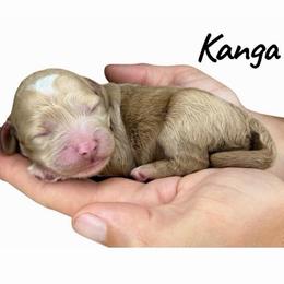 Kanga - Caramel female Australian Labradoodle puppy in Upland, California from Kings Labradoodles