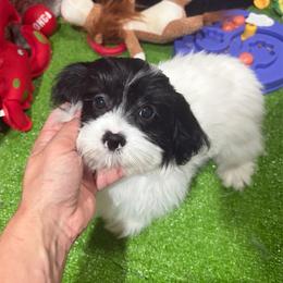 Ugo - Black and white male Shih Tzu puppy in Bourne, Massachusetts from Shih Tzu Pups