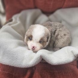 Boy 2 - Red merle male Miniature American Shepherd puppy in Griswold, Connecticut from Flatrock Kennels of CT