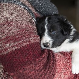 Border Collie Puppies from Stone Garden Border Collies