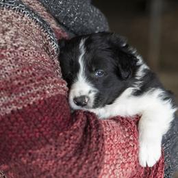 Border Collie Puppies from Stone Garden Border Collies