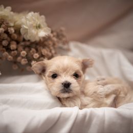 Blondie - White female Morkie puppy in Waldron, Arkansas from Kay’s Cutie Poos