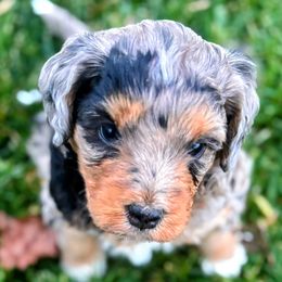 Blue Merle, Female One, Deep Red Markings - Blue merle female Aussiedoodle puppy in Parma, Idaho from Arena Valley Acres