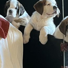 Saint Bernard Puppies from Misstree’s St. Bernards