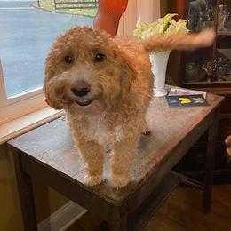 Cavachons, Cavalier King Charles Spaniels, Cavapoos, and Goldendoodles from Manoka's Honeybee