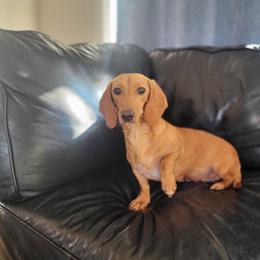 Reba - Dachshund