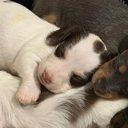 Prancer AKC - Piebald female Dachshund puppy in Erie, Michigan from Champagne’s Grinch Toe’d Dachshunds
