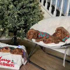Olivia the Christmas Eve Puppy - Mahogany female Irish Setter puppy in Orem, Utah from Rocky Mountain Irish Setters