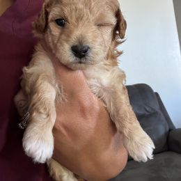 Eve - Apricot female Poodle puppy in Lathrop, California from Jamilette Delatorre's Poodles