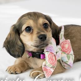 Patina - Cream female Dachshund puppy in Laurel, Maryland from Dainty Cream Doxies